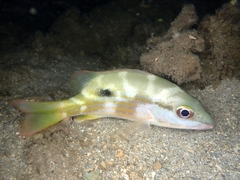 Lutjanus fulviflamma