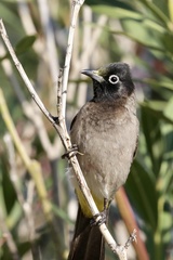 Pycnonotus xanthopygos