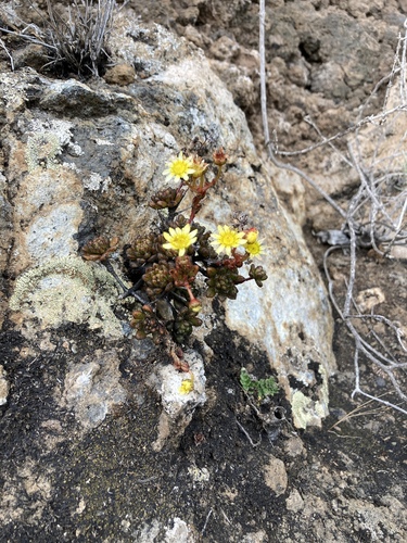 Aeonium sedifolium image