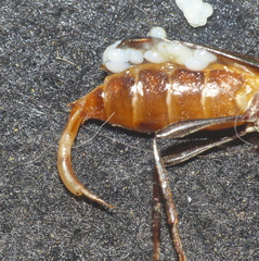 Xystrocera erosa
