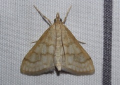 Paracorsia repandalis