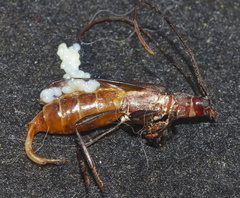 Xystrocera erosa
