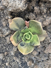 Aeonium nobile image