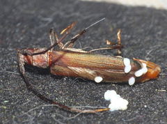 Xystrocera erosa