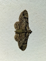 Gymnoscelis lophopus