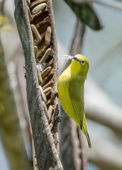 Zosterops flavilateralis