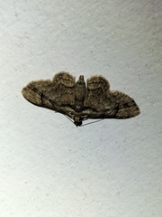 Gymnoscelis lophopus