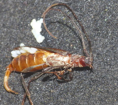 Xystrocera erosa
