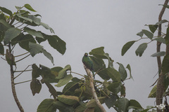 Pharomachrus fulgidus