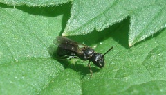 Hylaeus communis