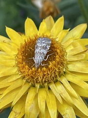 Hellula