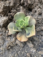 Aeonium nobile image