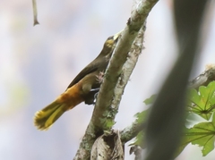 Psarocolius atrovirens