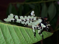 Trachyzulpha fruhstorferi