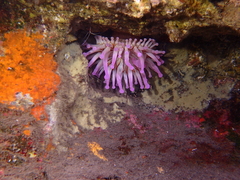 Telmatactis cricoides