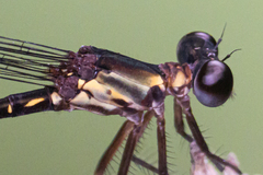 Lestoidea