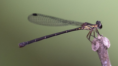 Lestoidea