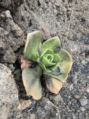 Aeonium nobile image