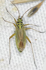 Oncotylus viridiflavus