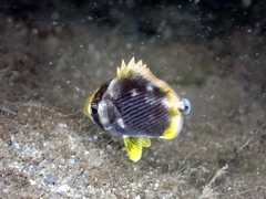 Chaetodon melannotus