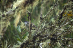 Mecocerculus leucophrys