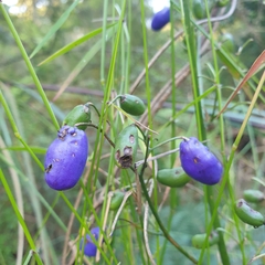 Dianella tasmanica