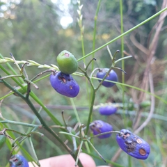 Dianella tasmanica
