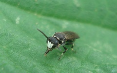 Hylaeus gibbus