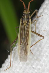 Stenodema calcarata