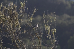 Lanius collaris collaris