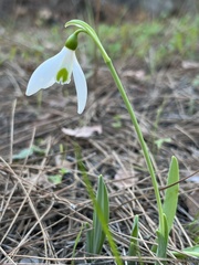Galanthus elwesii