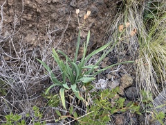 Image of Pancratium canariense