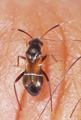 Pilophorus