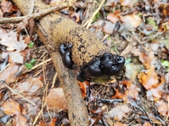 Daldinia concentrica