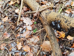 Daldinia concentrica