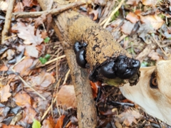 Daldinia concentrica