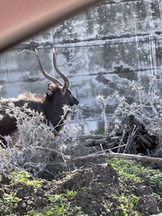 Tragelaphus