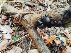 Daldinia concentrica