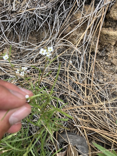 Lobularia canariensis subsp. palmensis image