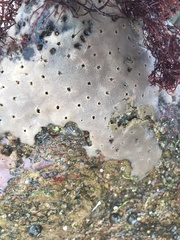 Halichondria panicea