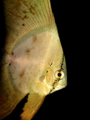 Platax orbicularis