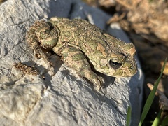 Bufotes viridis sitibundus