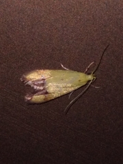 Gymnobathra flavidella