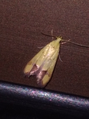 Gymnobathra flavidella