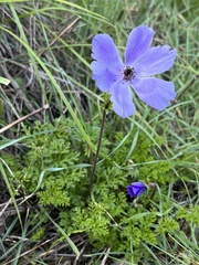 Anemone coronaria