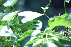 Bronchocela cristatella