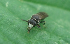 Hylaeus gibbus