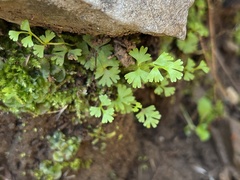 Anogramma leptophylla