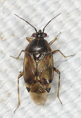 Deraeocoris