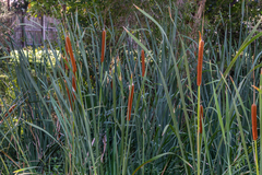 Typha orientalis